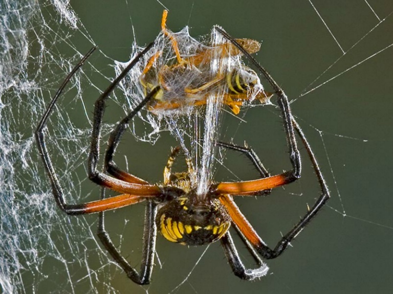 Argipoe Wrapping a Hornet